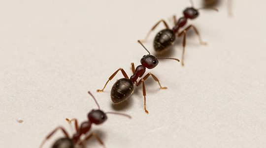 Ants_New
