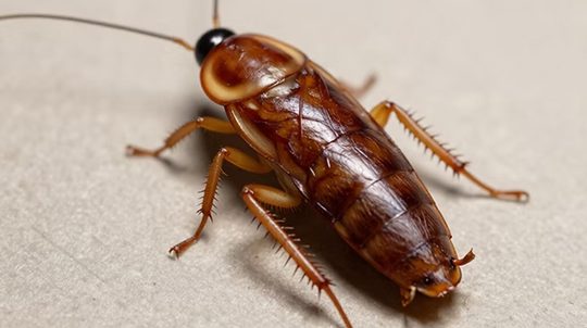 Cockroaches_New