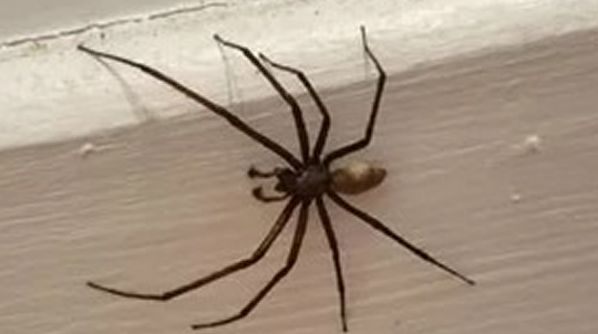 spider-img 1